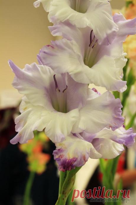 Выставка гладиолусов