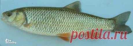 Голавль / Богатая добыча