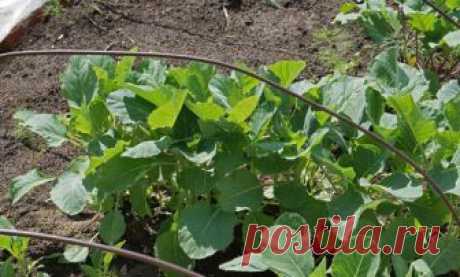 Посев капусты под зиму - авантюра или эффективный метод?