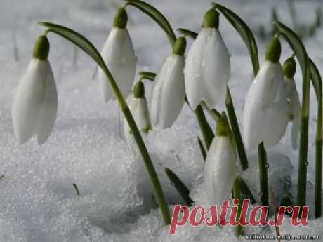 Сценарий к 8 марта