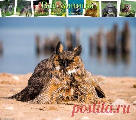 Виргинский филин умеет плавать брасом | Все умницы
Крупная сова в безопасности: когда рогатый виргинский филин вынужден был спасаться от соколов-сапсанов, птица нырнула в воды озера Мичиган и поплыла брассом.