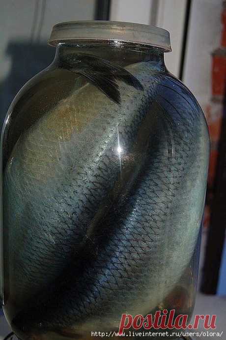 Сельдь или Скумбрия собственного посола.