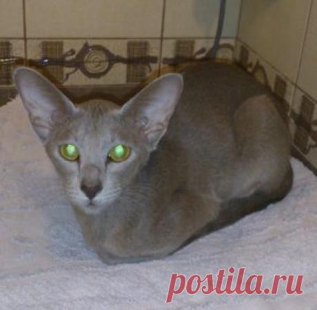 Спасение зачумленной сиротки, кошки ориенталки - Хвостатые байки