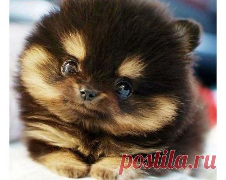 Одноклассники