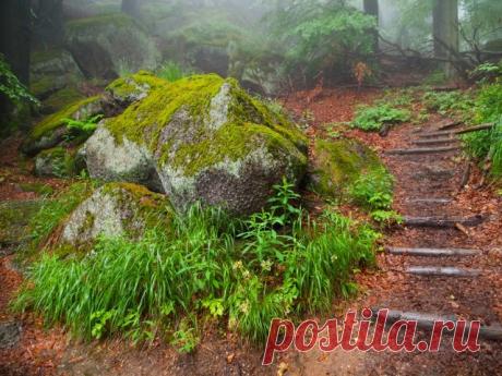 4 мифа о лишайниках, в которые мы часто верим