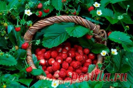 От мусса до пирожков. 5 вкусных блюд из земляники
Лесная обитательница как нельзя кстати подходит для легких летних кулинарных творений.
Любители ягод в июле активно путешествуют по лесам в Европейской части России с лукошками и бидонами в поиск…