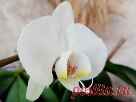 Как разбудить орхидею для цветения: цвести будет по полгода. Стимулировать цветение орхидеи можно несколькими способами.