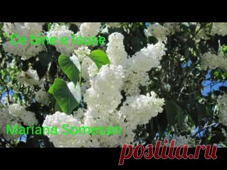 Colaj cantari crestine decembrie 2019 - Mariana Somesan