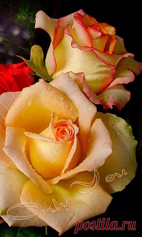 Фото. Изумительно красивые розы... - Красочный виртуальный журнал КАРТИНКИ