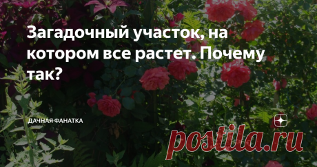 Загадочный участок, на котором все растет. Почему так? Точных объяснений, как образовался этот кусочек рая в моем саду, нет. Есть только догадки. Факт остается фактом: на небольшой площади, примыкающей к дому, растет все. И не просто растет, а буйствует без особого ухода.
Сейчас объясню, что это за уголок, как он расположен, и, может быть, вам удастся создать нечто подобное у себя. Если будет такое желание.
Итак, имеется узкая полоса земли между