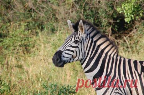 Оптическая иллюзия на реальном фото: какая из двух зебр смотрит в камеру