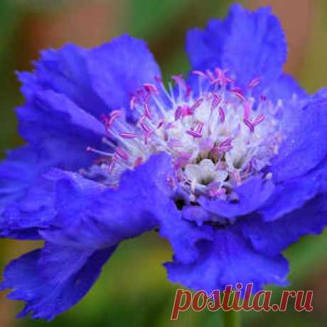 Выращивание скабиозы из семян (фото и видео советы)