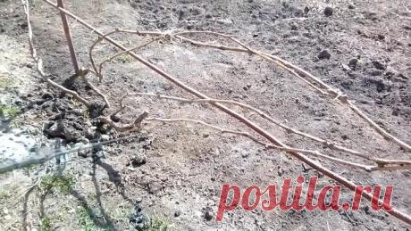 ОБРАБОТКА ВИНОГРАДА ВЕСНОЙ ПОСЛЕ ОТКРЫТИЯ КУСТОВ