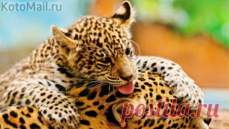 Как хорошо, мамочка, что я у тебя, а ты у меня есть!