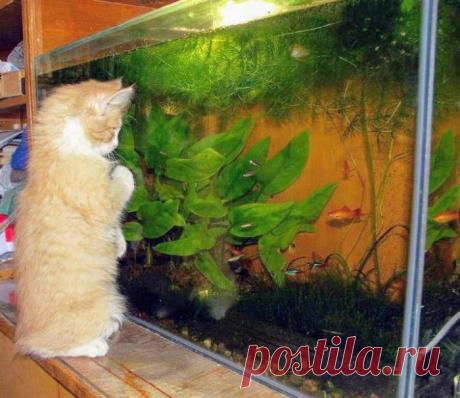 На это можно смотреть вечно