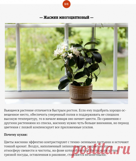 8 растений, которых не хватает на вашей кухне