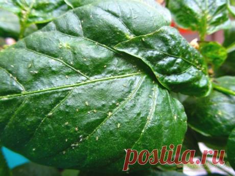 Тля на перце чем обработать народными средствами в домашних условиях