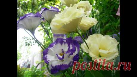 Как вырастить эустому из семян Всё о садовых цветах: сорта, агротехника,, коллекции, тонкости ухода на канале Вероника Поливкина Заказы на каталоги направляйте: veronica-62@narod.ru