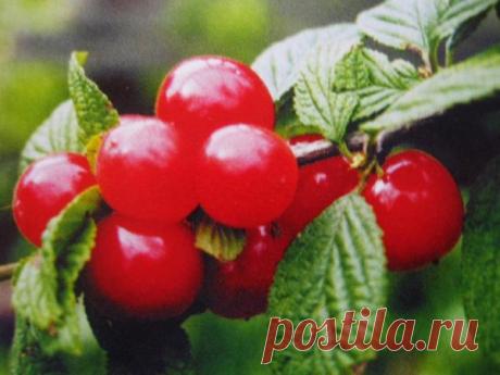 Войлочная вишня: как ухаживать за маленькой обитательницей сада