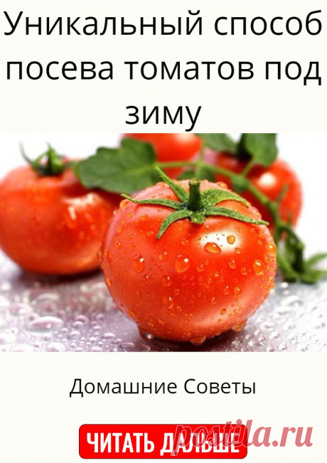 Уникальный способ посева томатов под зиму