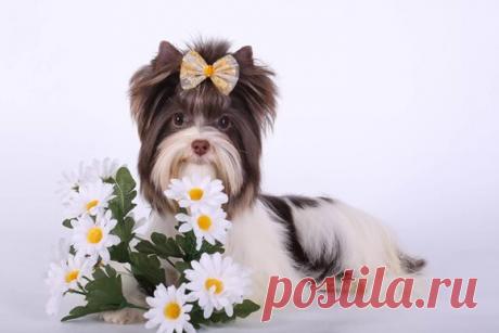 Шуточный календарь в стихах на год Собаки по месяцам