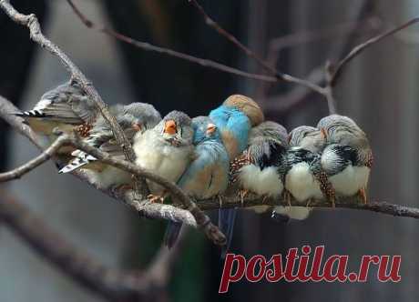 16 фотографий обнимающихся птиц, которые растопят ваше сердце