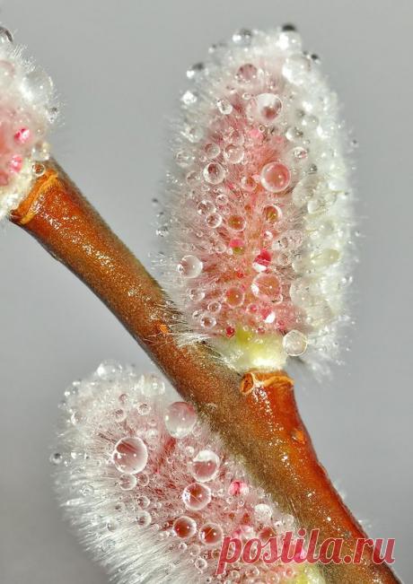 В КАПЛЕ ВОДЫ". ФОТОГРАФИИ С КОНКУРСА. | Самоцветик