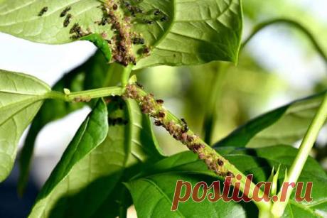 Средства для борьбы с тлей — Домашние заботы