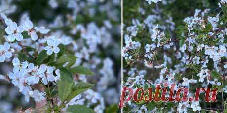 Нельзя медлить: почему плодовые деревья пускают корневую поросль - урожай под угрозой | 01.06.2023 | NVL