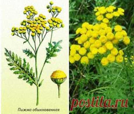 Пижма обыкновенная, лечебные свойства, применение, лечение.