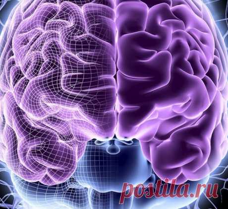 Как принимает решения мозг От чего зависят наши предпочтения? Насколько мы зависим от своего социального имиджа? Действительно ли альтруизм и выбор в пользу общего блага являются патологией