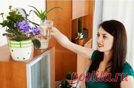 Причины по которым гибнут домашние цветы
10 ПРИЧИН, ПО КОТОРЫМ ГИБНУТ ЦВЕТЫ В ДОМЕ
1. Чрезмерный полив. Чрезмерный полив - это самая частая ошибка, из-за которой гибнут цветы в доме. За исключением болотных видов, например, египетского …