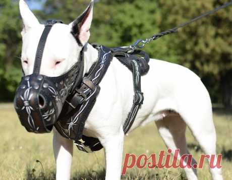 Вот поэтому, когда мы говорим о подобных породах собак, первым делом обсуждаем возможную агрессию с их стороны. Год назад породы бойцовских собак законодательно предлагали приравнять к оружию.