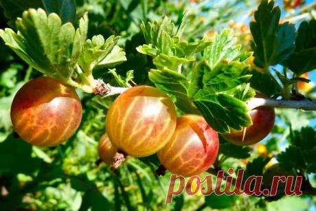 Посадка крыжовника