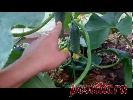 Формирование ОГУРЦА в один стебель. САМЫЙ УДОБНЫЙ И ПРОСТОЙ СПОСОБ. FORMATION cucumber stalk