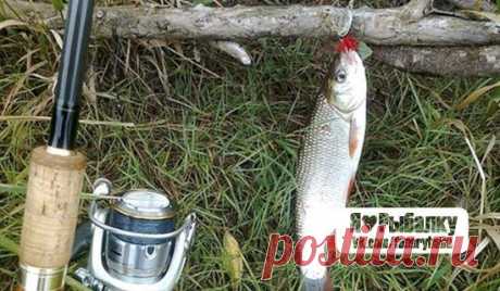 Ловля голавля на ультралайт / Богатая добыча