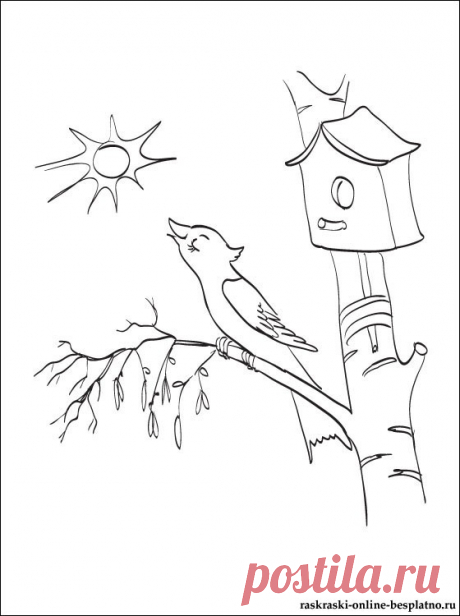 Весенняя раскраска со скворцом на березе | Раскраски для детей