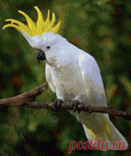 попугай какаду - Схемы вышивки - lesha030385 - Авторы - Портал «Вышивка крестом»