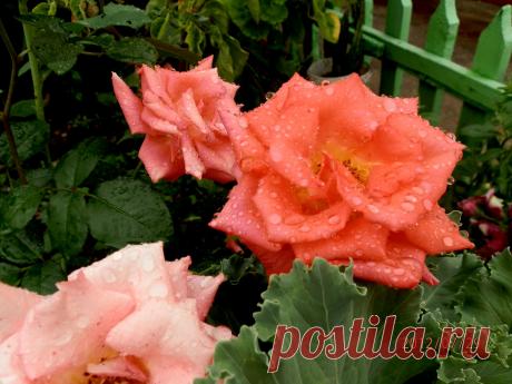 розовые розы,капли дождя