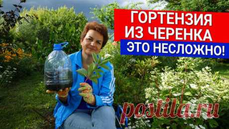 Гортензия из черенка - это несложно! | Садовый Клуб Наталии Петренко | Дзен