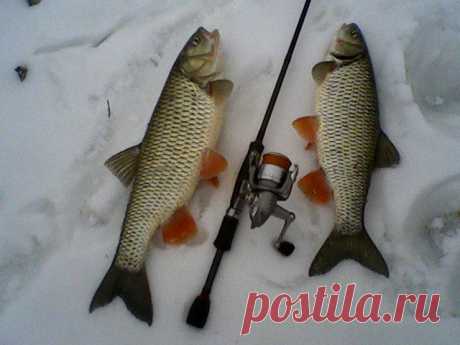 голавля зимой на мясную наживку | НА РЫБАЛКУ !!!!