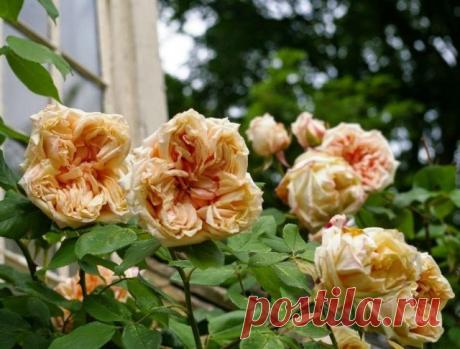 Роза-клаймер, сорт «Слава Дижона», «Глуар де Дижон» (Cl., Gloire de Dijon).