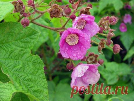 (+1) тема - Кустарник малина декоративная | 6 соток