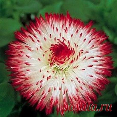 Pinterest: Discover and save creative ideas