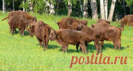 Чешская природно-ландшафтная экспозиция "Живая вода" пополнилась новыми рогатыми "экспонатами" | Туризм