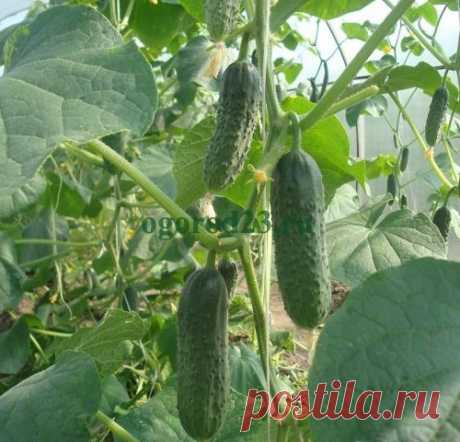 Болезни огурцов в теплице – как предупредить и чем лечить