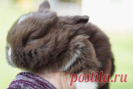 Прелестные крольчата, которые растопят ваше сердце