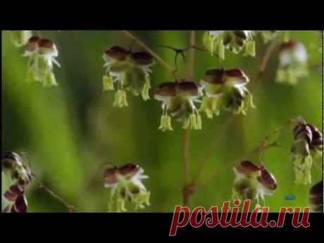 Хорошее настроение - позитивчик !