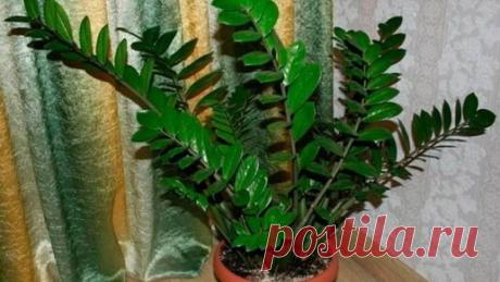 Неприхотливые комнатные растения, которые простят вам всё — даже забытый полив | Любимая усадьба | Дзен