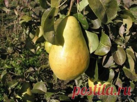 Болезни груши и их лечение. Борьба с вредителями